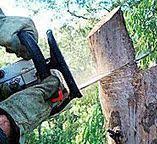 How Our Tree Care Process Works  in  West Fairview, PA