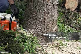 Best Root Management and Removal  in West Fairview, PA