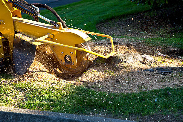 Seasonal Cleanup (Spring/Fall) in West Fairview, PA